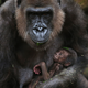 Illustration for article titled Newborn Baby Gorilla Enjoys A Nap While Its Mother Keeps Watch